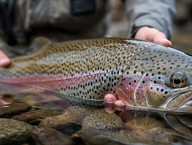 A heavy rainbow trout held just under the surface before release at Jurassic Lake